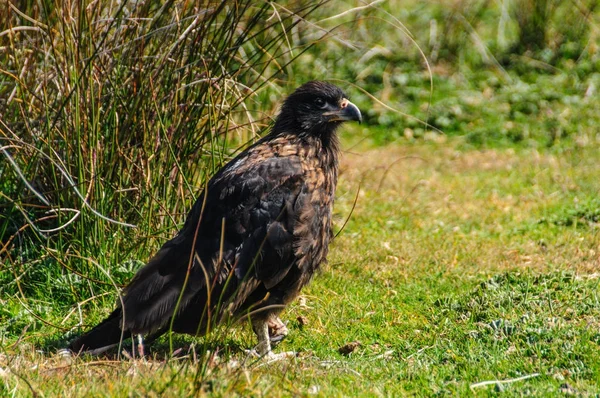 포클랜드 제도에 전기 Caracara — 스톡 사진