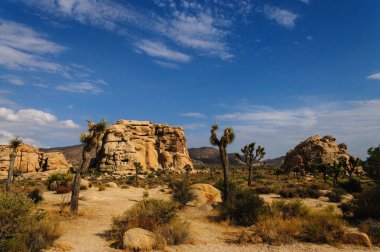 Joshua Tree National Park akşam ışık