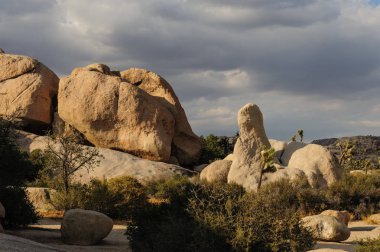 Joshua Tree National Park akşam ışık