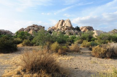 Joshua Tree National Park akşam ışık