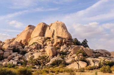 Joshua Tree National Park akşam ışık