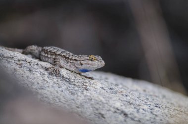 yan başlıdırlar kertenkele
