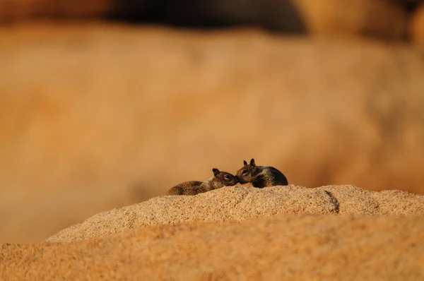 Δύο λευκή ουρά αντιλόπη σκίουρος Ammospermophilus leucurus — Φωτογραφία Αρχείου