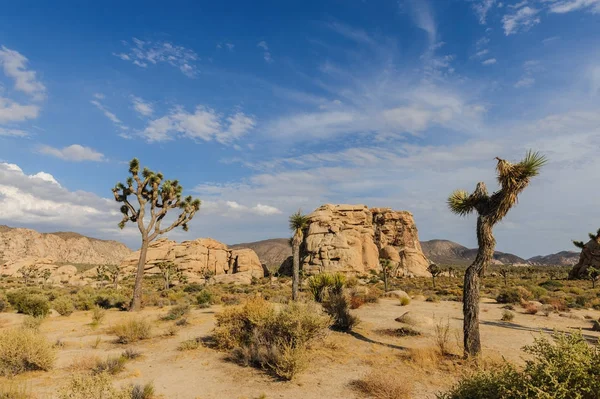 Joshua Tree National Park w świetle wieczoru — Zdjęcie stockowe