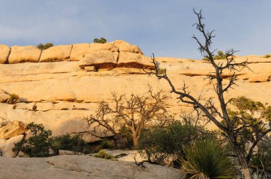 Joshua Tree National Park akşam ışık