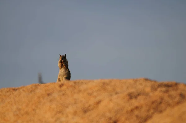 Écureuil à queue blanche Ammospermophilus leucurus — Photo