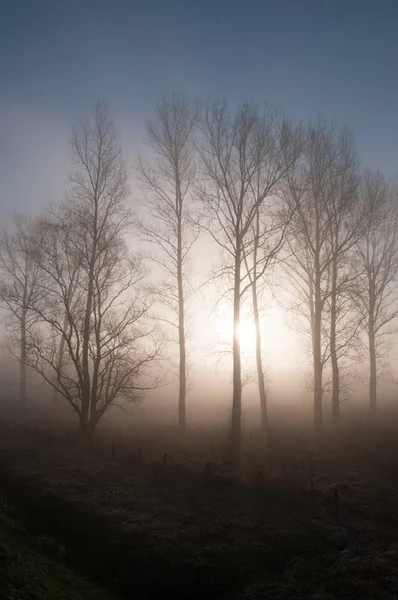 Frühmorgendlicher Nebel in Ostflandern — Stockfoto