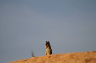 Beyaz kuyruklu antilop sincap Ammospermophilus leucurus