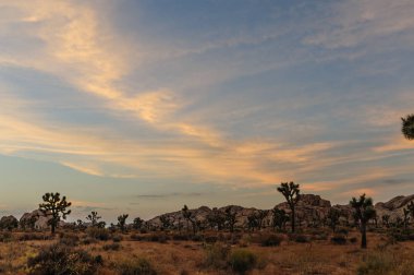 Günbatımı üzerinde Joshua Tree National Park