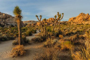 Joshua Tree Barker Barajı alan Sunset yakınında