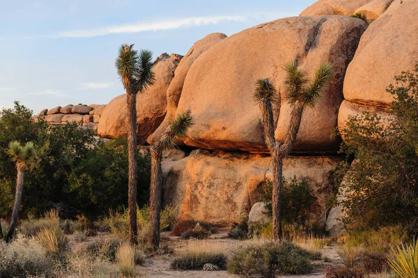 Joshua Tree Barker Dam Area near Sunset