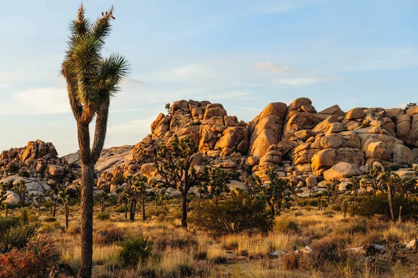 Joshua Tree Barker Barajı alan Sunset yakınında