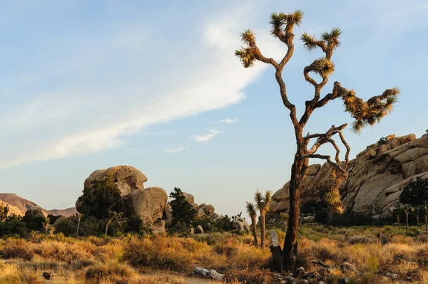 Joshua Tree Barker Barajı alan Sunset yakınında