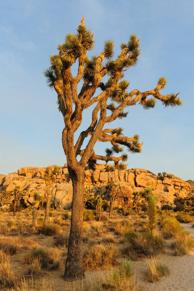 Joshua Tree Barker Dam Area near Sunset