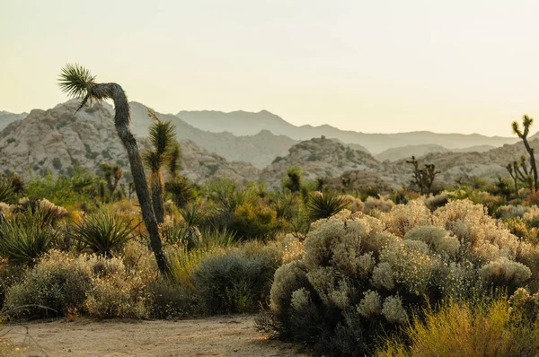 Joshua Tree Barker Barajı alan Sunset yakınında