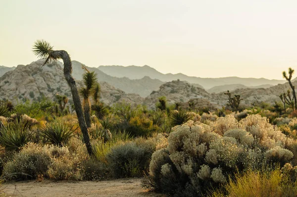 Joshua Tree Barker Barajı alan Sunset yakınında