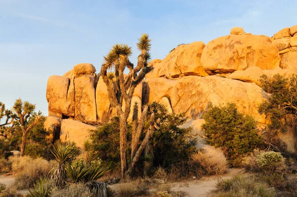 Barrage Joshua Tree Barker près du coucher du soleil — Photo