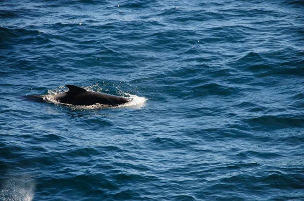 Baleias-piloto de aletas longas — Fotografia de Stock
