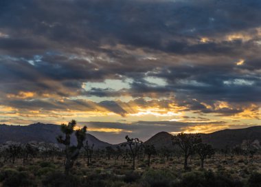Sunrise Joshua Tree National Park üzerinde