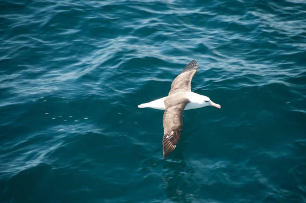 Black-Browed Albatross Flying Low — Stock Photo, Image