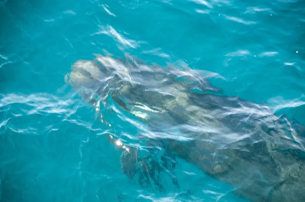 Довгий ребристою дельфінів — стокове фото