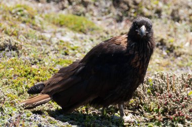 Çizgili Caracara Falkland Adaları