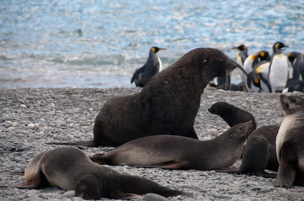 南方 Georgias 索尔兹伯里平原上的软毛海豹 — 图库照片