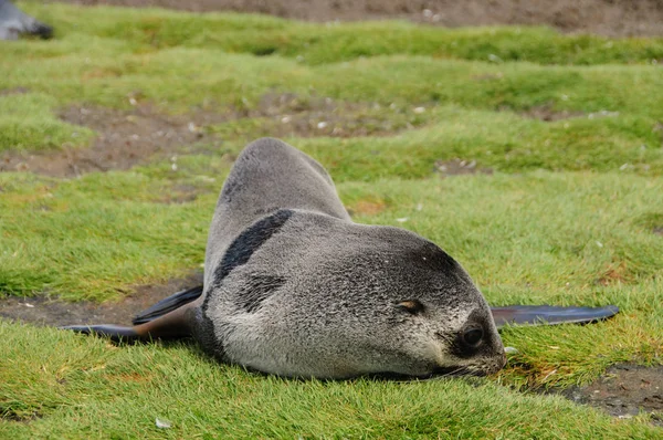 Fur Seals on South Georgias Salisbury Plains — Stock Photo, Image