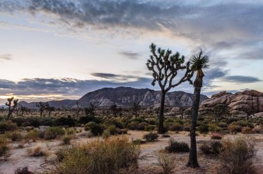 Sunrise Joshua Tree National Park üzerinde