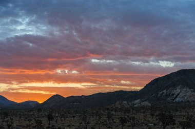 Sunrise Joshua Tree National Park üzerinde