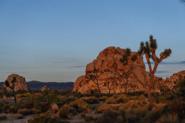 Sunrise Joshua Tree National Park üzerinde
