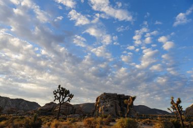 Sunrise Joshua Tree National Park üzerinde