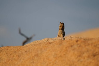 Beyaz kuyruklu antilop sincap Ammospermophilus leucurus