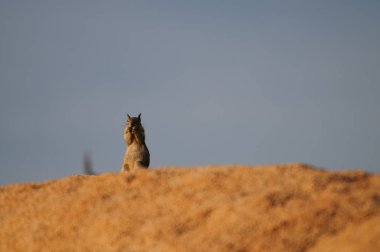 Beyaz kuyruklu antilop sincap Ammospermophilus leucurus