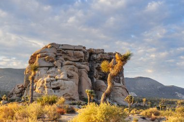 Sunrise Joshua Tree National Park üzerinde