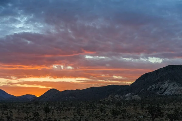 Sunrise over Joshua Tree National Park — Stock Photo, Image