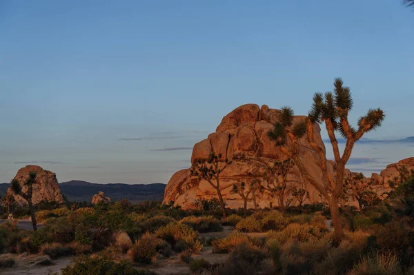 Sunrise Joshua Tree National Park üzerinde