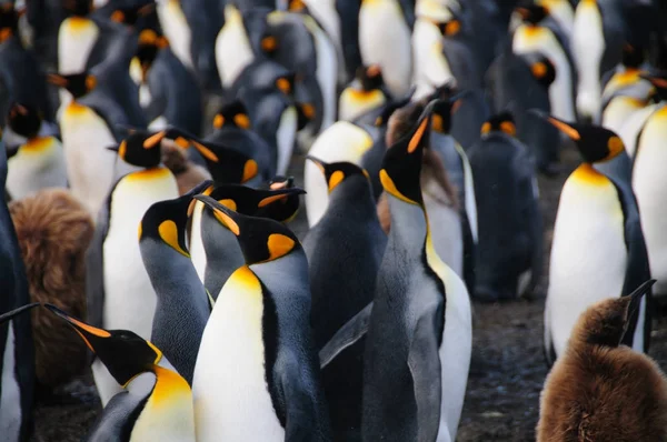 Kral penguenler altın liman — Stok fotoğraf