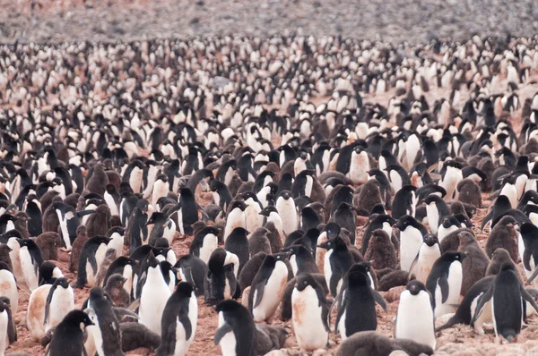 Pinguins Adelie na Ilha Paulet — Fotografia de Stock