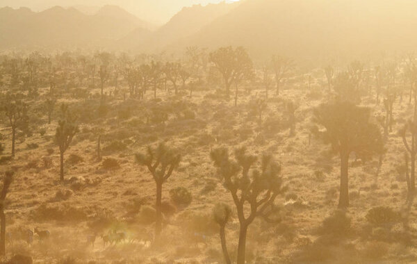 Big horn sheep grazing in the early morning light