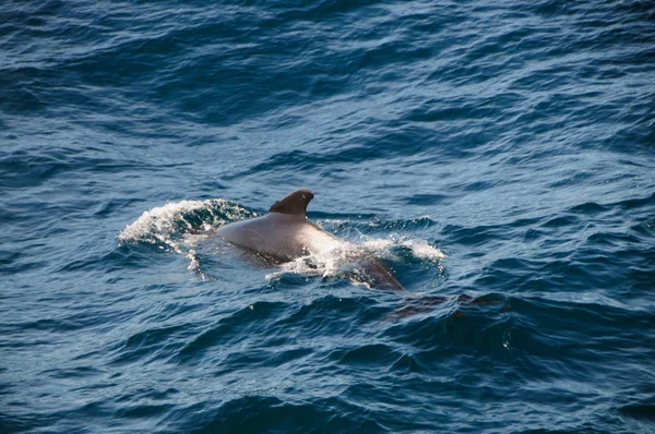 Balene pilota a pinna lunga — Foto Stock