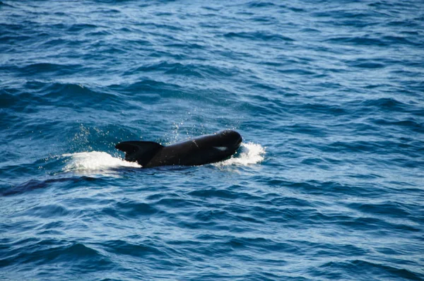 Ballenas piloto de aletas largas —  Fotos de Stock