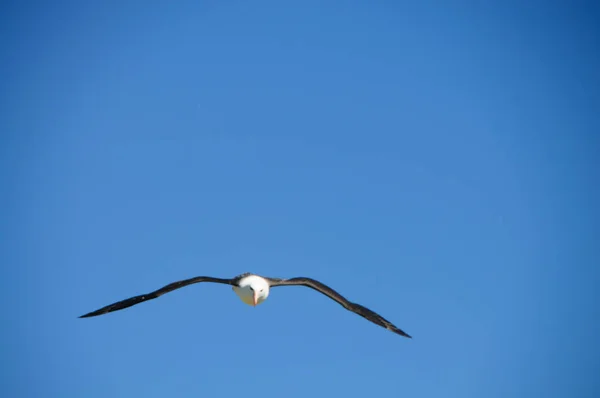 Black-Browed Albatross on Westpoint Island — Stock Photo, Image