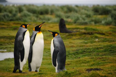 Salisbury ovada Kral penguenler