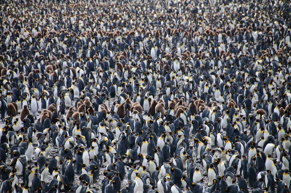 King Penguins on Salisbury plains