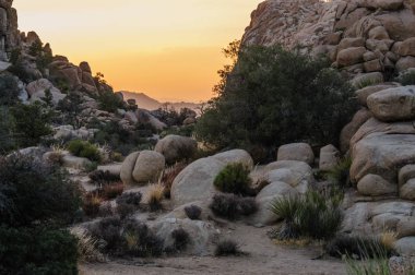 Gizli Vally alan Johua Tree National Park içinde