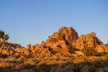 Gizli Vally alan Johua Tree National Park içinde