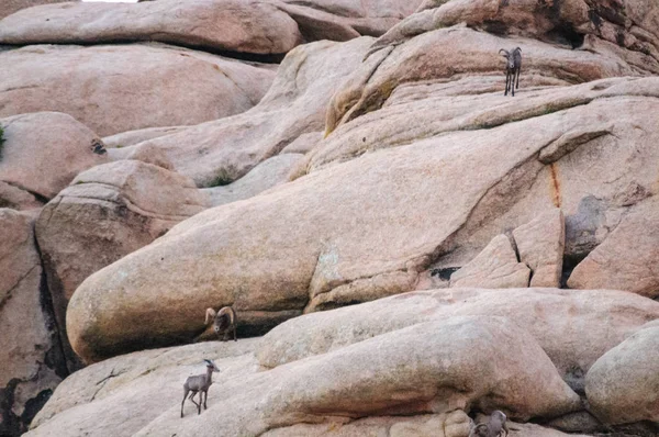 Пустеля Товсторіг стоячи на скелі на світанку — стокове фото