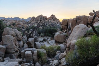 Gizli Vally alan Johua Tree National Park içinde