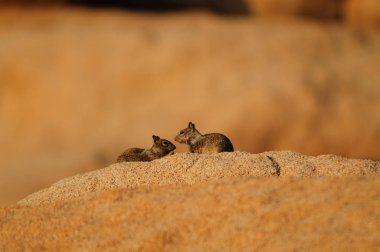 İki Beyaz kuyruklu antilop sincap Ammospermophilus leucurus
